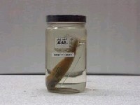 藏品(伍氏下銀漢魚)的圖片